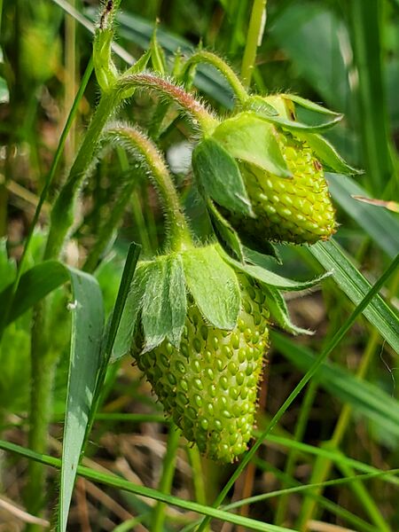 File:Strawberries (7 June 2025) 20250607 091324.jpg
