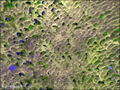 Aerial survey of Nebraska sandhills, where the snakes are hiding. Notice how sandhills are self-similar with snake scales.