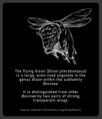 The flying bison (Bison pterobonasus) is a large, even-toed ungulate in the genus Bison within the subfamily Bovinae. It is distinguished from other Bovinae by two pairs of strong, transparent wings.