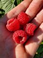 Four Jumbo Raspberries (4 August 2022) @ 6:32 p.m.