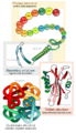 Main protein structure levels.