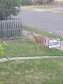 Deer on lawn (4 July 2023) @ 8:52 pm.