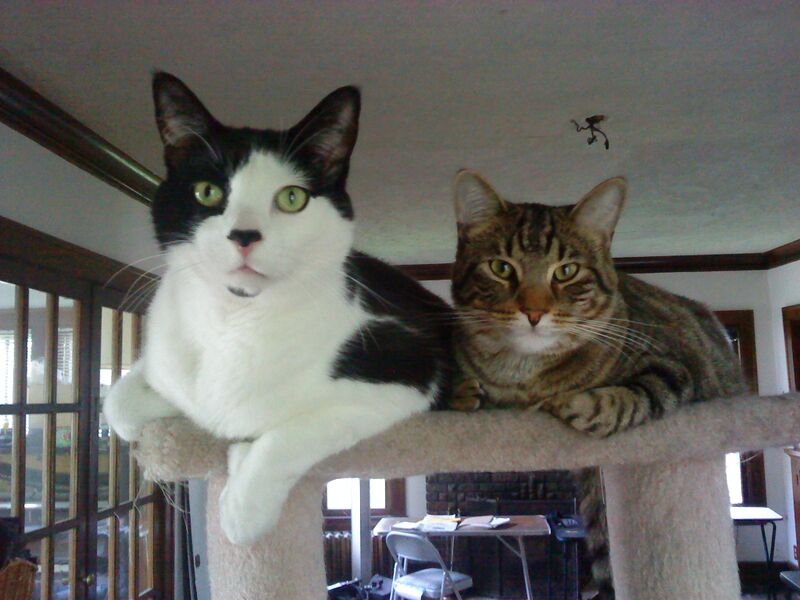 File:Chester and Angus (1 June 2011).jpg