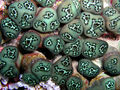 Green tunicates