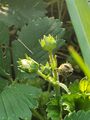 Strawberries (8 June 2023) @ 7:34 a.m.