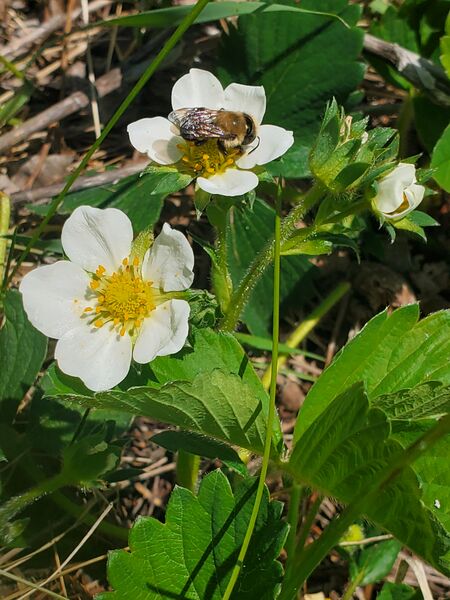 File:Strawberry flowers and bee (25 May 2025) 20250525 130128.jpg