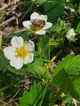 Strawberry flowers and bee (25 May 2025) @ 1:30 p.m.