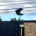 Raven takes flight @ 8:08 am.