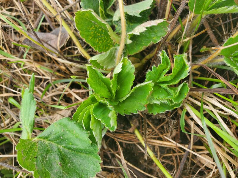 File:Strawberry patch (8 May 2023) 20230508 110614.jpg