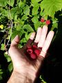 Raspberries (30 July 2020) @ 7:30 a.m.