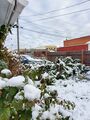Snow on raspberries (18 October 2020) @ 9:03 a.m. Back yard, view to the north-northeast.