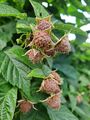 Raspberries (5 July 2023) @ 6:51pm.