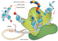 Ambitious ribosome is hungry for the good things in life.