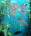 Red-limned Sea Quetzalcoatl disguised as Tree of Life, a hazard during underwater salvage.