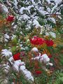 Snow on berries (15 October 2022) @ 8:14 a.m.
