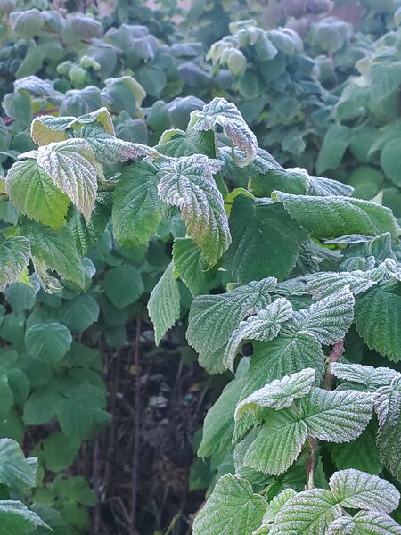 File:Frost on raspberry leaves 20220928 072800.jpg