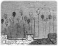 Severed heads of medieval criminals available for reprogramming.