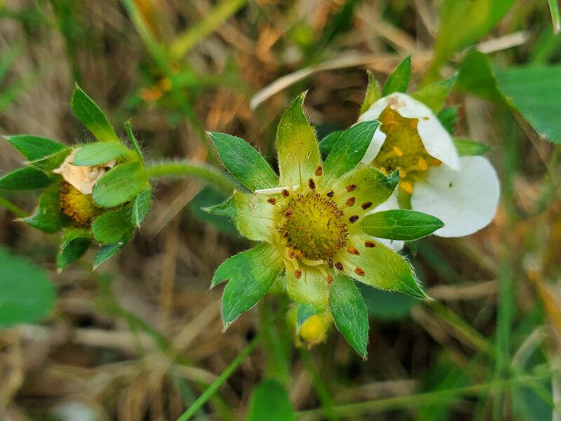 File:Strawberries (30 May 2025) 20250530 182637.jpg