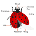 Shameless Coccinellidae diagram bares all.