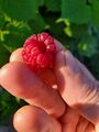 Jumbo Raspberry (4 August 2022) @ 6:29 p.m.