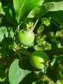 Apples (3 July 2024) @ 8:59 a.m.