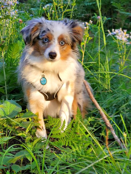 File:Cleo (David and Jill's dog) 20220903 185821.jpg