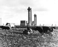 1957 Oct. 10: Windscale fire nuclear accident: The fire burned for three days and there was a release of radioactive contamination that spread across the UK and Europe. The event was not an isolated incident; there had been a series of radioactive discharges from the piles in the years leading up to the accident.
