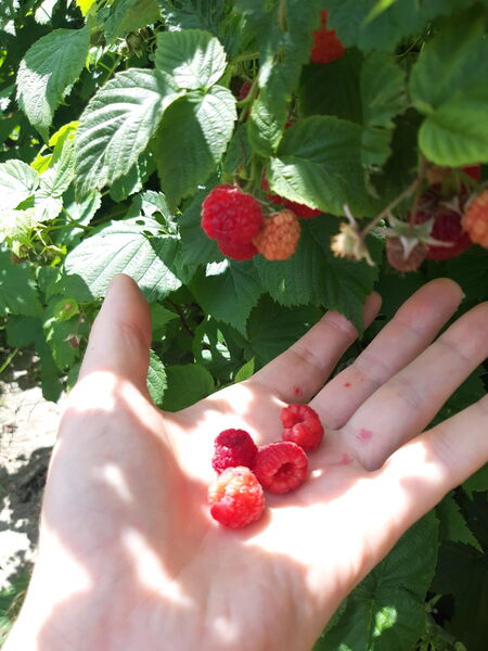 File:First Raspberries - 20200713 115814.jpg