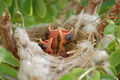 Poetry ensemble Three Baby Birds to perform their best known work, Hungry Morning, at Kennedy Center for the Arts.