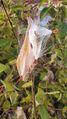 Milkweed (6 November 2024) @ 3:59 p.m.