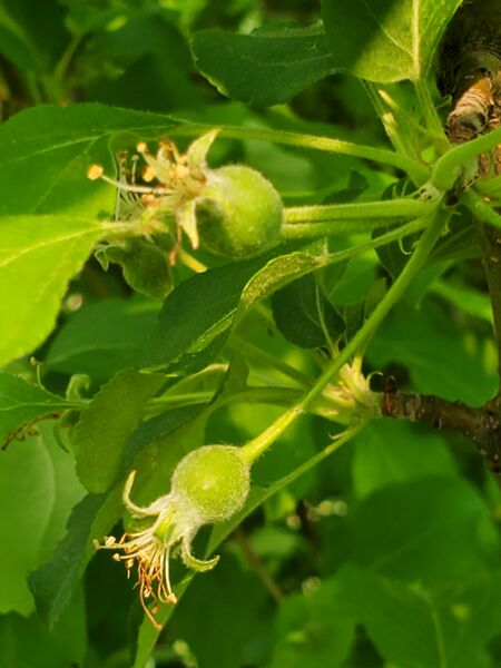 File:Apples (6 June 2025) 20250606 181221.jpg
