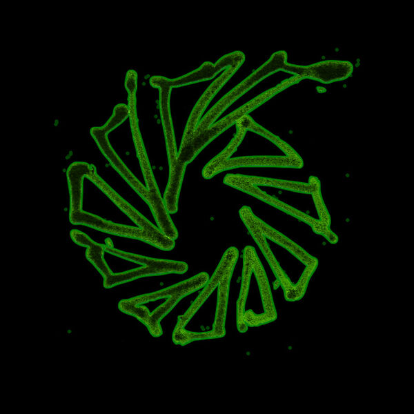 File:Green Spiral.jpg