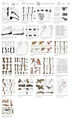 Assorted pubis bones of Saturnalia tupinquim.