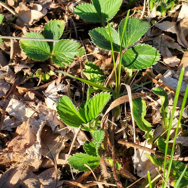 File:Strawberry foliage (1 May 2024) 20240501 185028.jpg