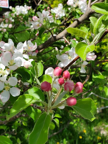 File:Apple flowers (21 May 2025) 20250521 131047.jpg