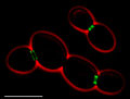 1907: Saccharomyces Cerevisiae Prison unable to contain supervillain Fugitive Rubies.