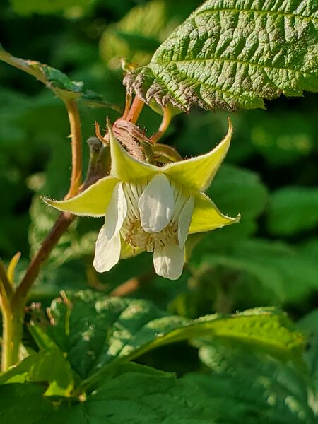 File:Raspberry flower (11 June 2025) 20250611 182716.jpg