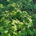 2024: Raspberry patch flourishing.