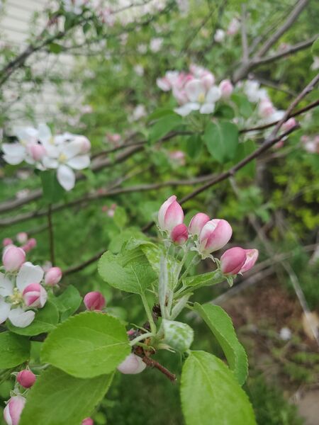 File:Apple flowers (16 May 2025) 20250516 085527.jpg