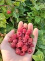 Raspberries (2 August 2021).