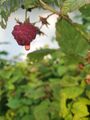 Raspberry raindrop (31 July 2021) @ 8:26 a.m.