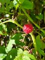 Raspberry (4 September 2020) @ 10:31 a.m.