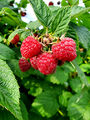Ely raspberries (18 July 2023) @ 5:01 p.m.