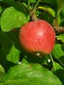 Apple (17 September 2024) @ 5:14 p.m.