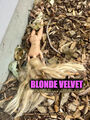 Blonde Velvet is a psychological thriller fantasy adventure film directed by David Lynch and Greta Gerwig, starring Margot Robbie, Ryan Gosling, Kyle MacLachlan, Isabella Rossellini, and Dennis Hopper.